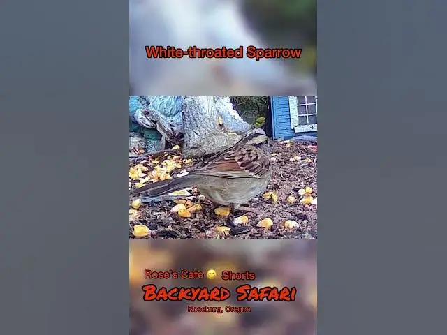 Video thumbnail for Backyard Safari - Shorts #birdwatching