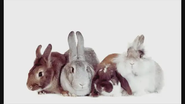 'Video thumbnail for Best Rabbit Breeds for a Happy Home: Choose Wisely!'