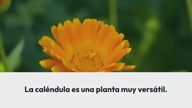 Video thumbnail for Caléndula: estas son las razones por las que definitivamente deberías cultivarla en casa