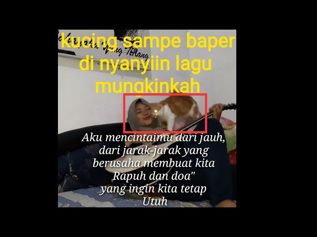 Video thumbnail for Video unik ||Kucing baper di nyanyiin lagu mungkinkah #kucinglucu