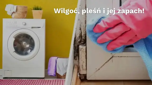 Video thumbnail for 3 rośliny, które zapobiegają pojawianiu się wilgoci i pleśni w domu