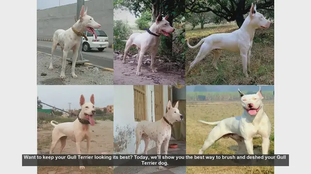 Video thumbnail for How to Brush and Deshed Your Gull Terrier: Step-by-Step Guide