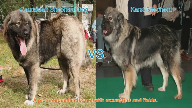 Video thumbnail for Caucasian Shepherd Dog vs. Karst Shepherd: A Comparative Guide