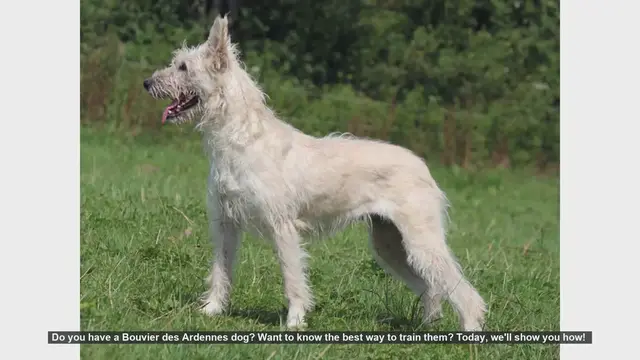 Video thumbnail for How to Train Your Bouvier des Ardennes: Tips and Tricks