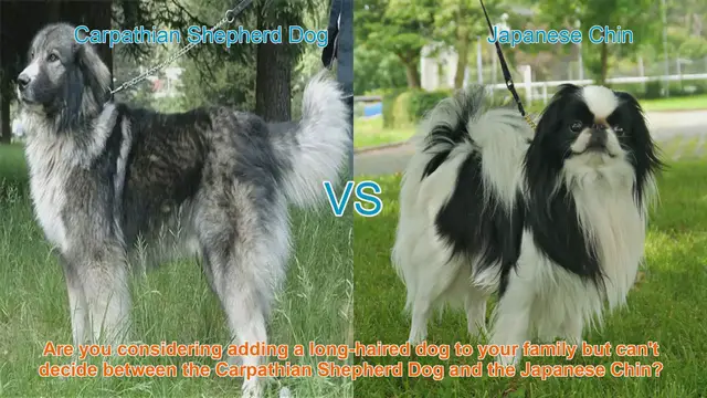 Video thumbnail for Carpathian Shepherd Dog vs. Japanese Chin: Choosing the Right Long-Haired Dog for Your Family