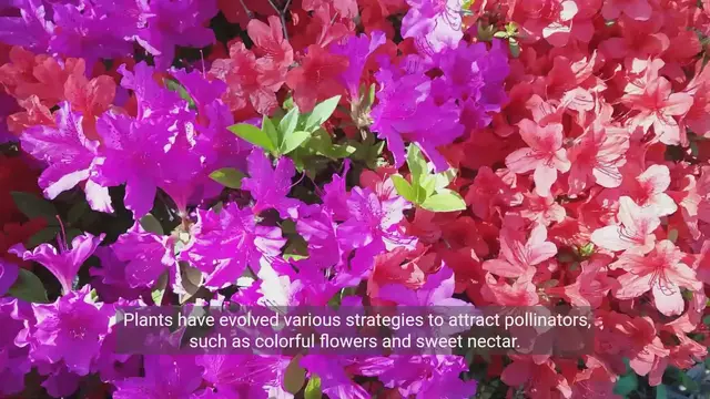 Video thumbnail for Nature's Harmony: Exploring Plant Animal Interaction