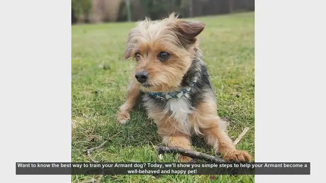 Video thumbnail for Top Tips for Training Your Armant Dog: A Step-by-Step Guide