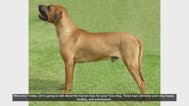 Video thumbnail for Top 10 Toys for Your Tosa Dog: Keep Them Happy and Healthy!