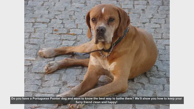 Video thumbnail for How to Bathe Your Portuguese Pointer: Step-by-Step Guide
