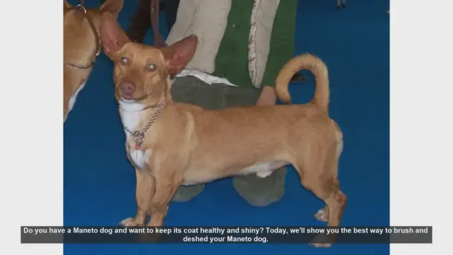 Video thumbnail for How to Keep Your Maneto Dog's Coat Healthy and Shiny