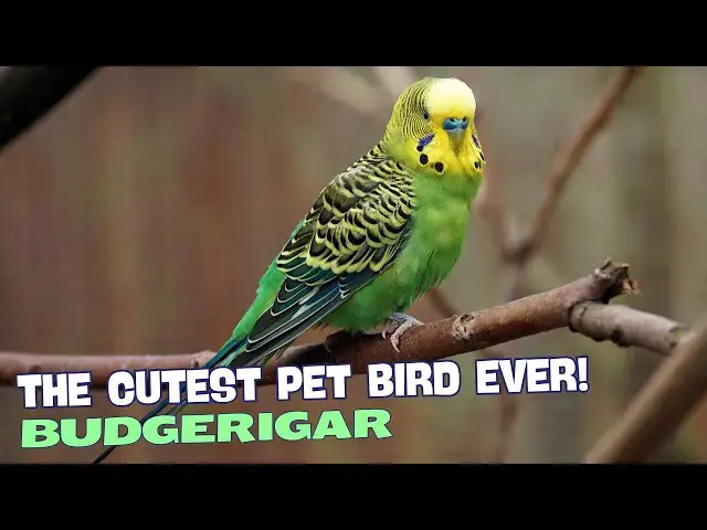 Video thumbnail for Adorable Budgie 🐦💕 – The Cutest Pet Bird Ever!