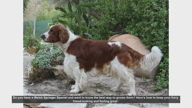 Video thumbnail for Ultimate Guide to Grooming Your Welsh Springer Spaniel