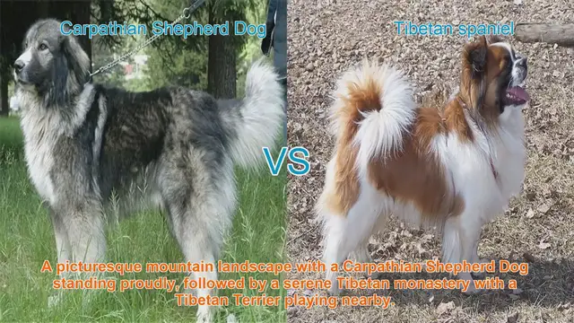 Video thumbnail for Exploring Long-Hair Dog Breeds: Carpathian Shepherd Dog vs. Tibetan Terrier