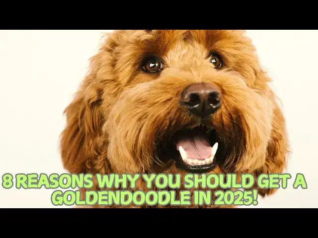 Video thumbnail for 8 Reasons Why You Should Get a Goldendoodle in 2025! ✨