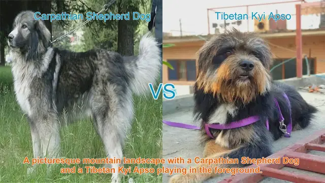 Video thumbnail for Comparing Carpathian Shepherd Dog and Tibetan Kyi Apso: A Comprehensive Guide