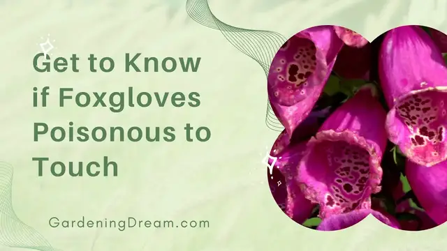 'Video thumbnail for Get to Know if Foxgloves Poisonous to Touch'