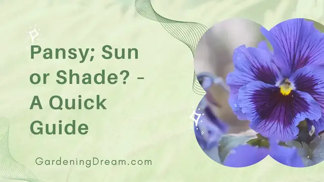 'Video thumbnail for Pansy; Sun or Shade? – A Quick Guide'