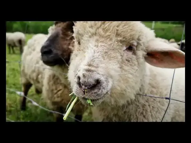 'Video thumbnail for Animais da Fazenda'