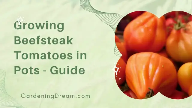 'Video thumbnail for The Ultimate Guide to Growing Beefsteak Tomatoes in Pots'