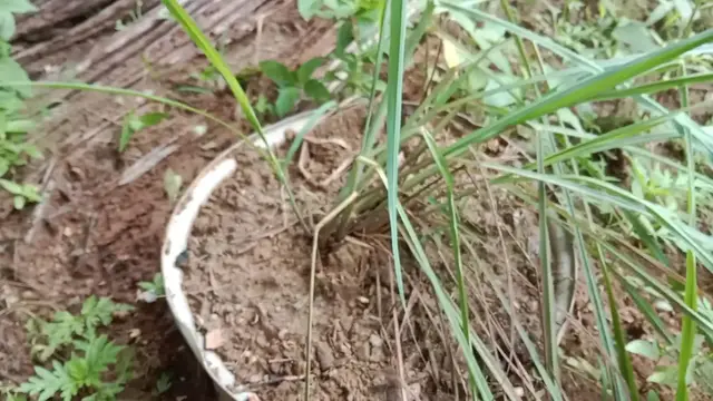 Video thumbnail for Lemongrass