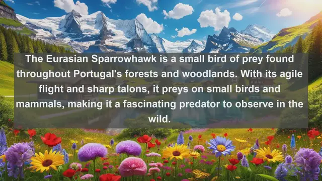 Video thumbnail for Wings of Portugal: Top 10 Native Birds You Must See