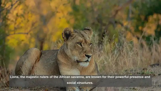 Video thumbnail for 10 Key Differences Between Solitary and Social Lions