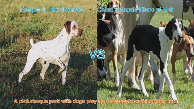 Video thumbnail for French Dog Breeds: A Comparison of Braque du Bourbonnais and Chien Français Blanc et Noir