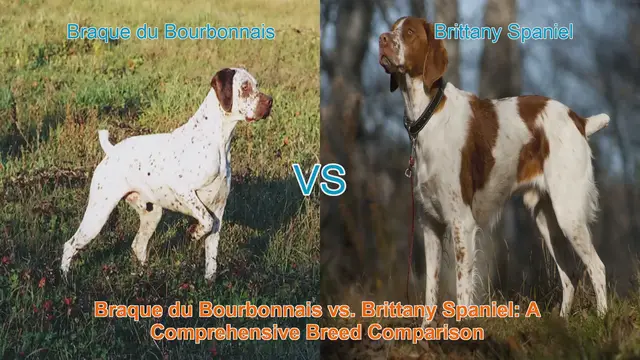 Video thumbnail for Braque du Bourbonnais vs. Brittany Spaniel: A Comprehensive Breed Comparison
