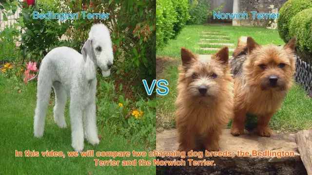 Video thumbnail for Bedlington Terrier vs. Norwich Terrier: A Charming Breed Comparison