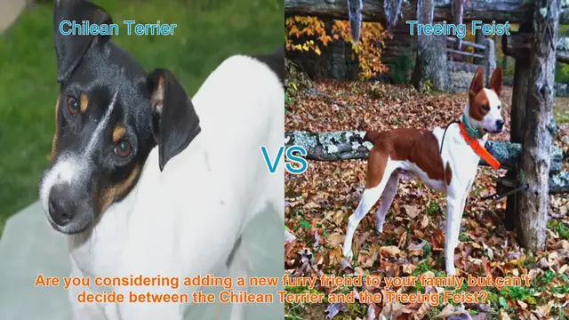 Video thumbnail for Chilean Terrier vs. Treeing Feist: A Comparison of Two Unique Dog Breeds