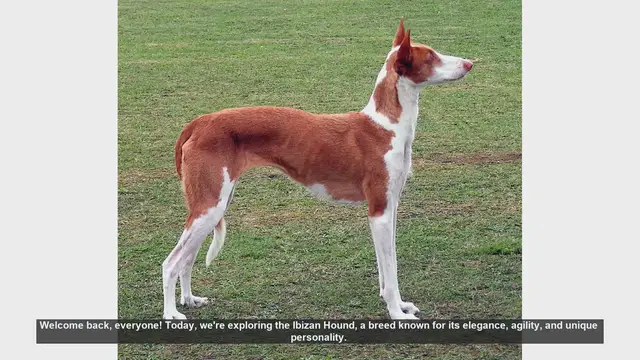 Video thumbnail for Ibizan Hound: Pros and Cons of This Elegant and Agile Breed