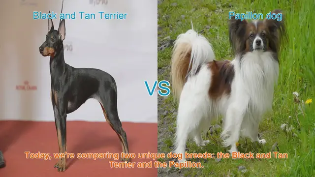 Video thumbnail for Black and Tan Terrier vs. Papillon: A Breed Comparison