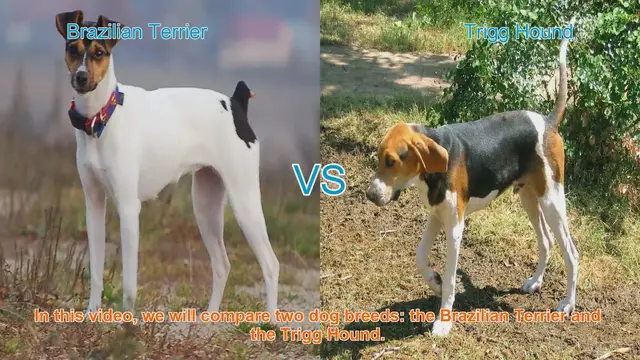Video thumbnail for Brazilian Terrier vs. Trigg Hound: A Comprehensive Breed Comparison