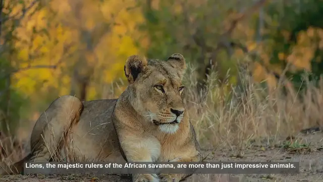 Video thumbnail for 10 Facts About Lions: The Ultimate Apex Predators