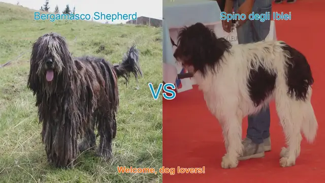 Video thumbnail for Bergamasco Shepherd vs. Spino degli Iblei: A Comparison of Unique Long-Haired Dog Breeds