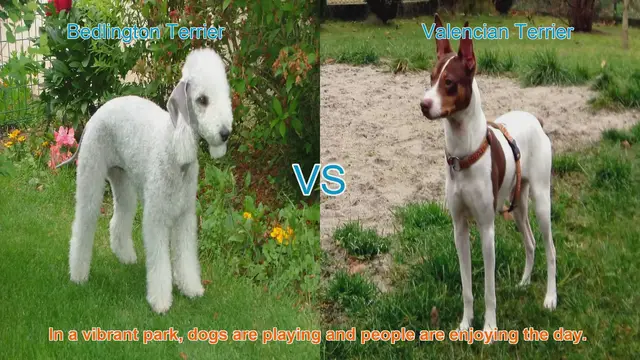 Video thumbnail for Bedlington Terrier vs. Valencian Terrier: A Breed Comparison