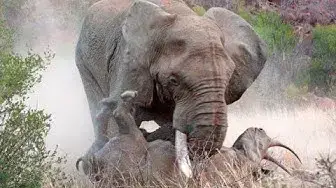 'Video thumbnail for Elephant and Rhinoceros Engage in Intense Battle for Dominance'