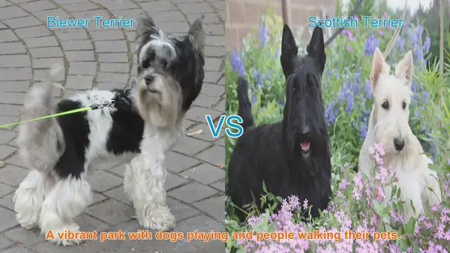 Video thumbnail for Biewer Terrier vs. Scottish Terrier: A Comparison of Charming Dog Breeds