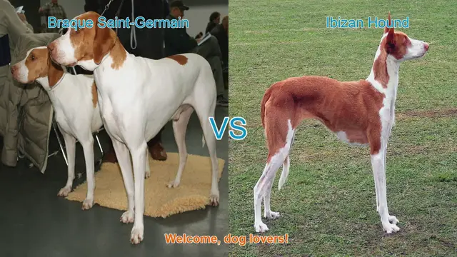 Video thumbnail for Braque Saint-Germain vs. Ibizan Hound: A Comprehensive Breed Comparison