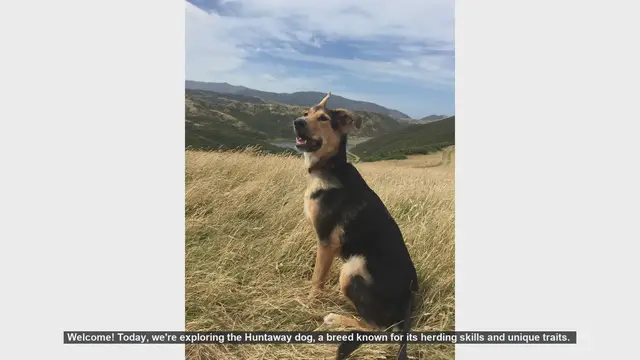 Video thumbnail for Top 10 Fascinating Facts About the Huntaway Dog