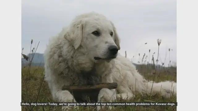 Video thumbnail for Top 10 Common Health Problems in Kuvasz Dogs