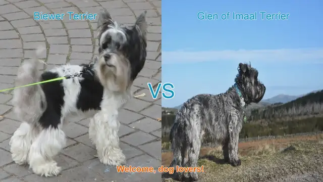 Video thumbnail for Biewer Terrier vs. Glen of Imaal Terrier: A Comparison of Two Charming Dog Breeds