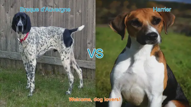 Video thumbnail for Braque d'Auvergne vs. Harrier: A Detailed Breed Comparison
