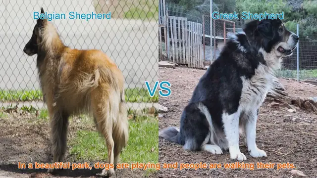 Video thumbnail for Belgian Shepherd vs. Greek Shepherd: A Comparison of Two Shepherd Dog Breeds