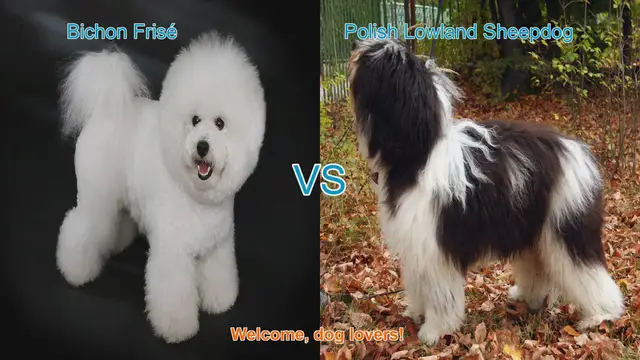 Video thumbnail for Bichon Frisé vs. Polish Lowland Sheepdog: A Comparison of Charming Dog Breeds