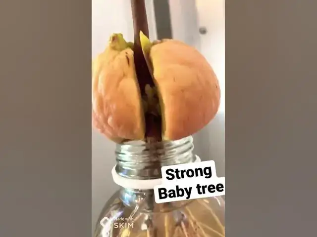 'Video thumbnail for Fun fact: Baby avocado ; almost ready for grafting! Strangely the plants don’t easily produce fruits'