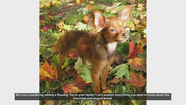 Video thumbnail for Russkiy Toy: The Perfect Small Dog for Your Family
