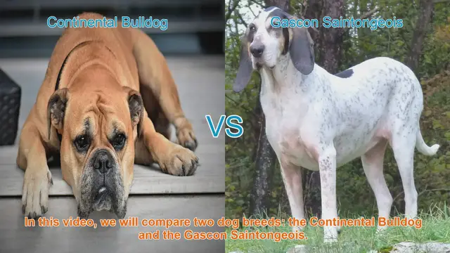 Video thumbnail for Comparing Continental Bulldog and Gascon Saintongeois: Which Breed is Right for You?