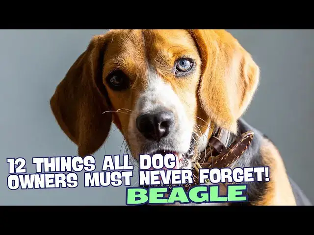 Video thumbnail for 12 Things All Beagle Owners Must Never Forget! 🐶