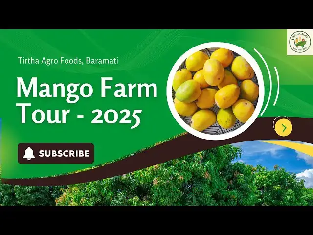 'Video thumbnail for Kesar Mango Farm Walk 2025 | Tirtha Agro | Farm to Home #tirthaagro #mango #kesarmango #summer'